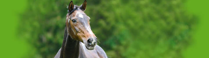 cobs kategorieeinstiegsbanner